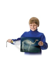 Roylco  What's Inside Animals,16pk. 16 beautiful plastic sheets, 20 x 25cm. R59250    